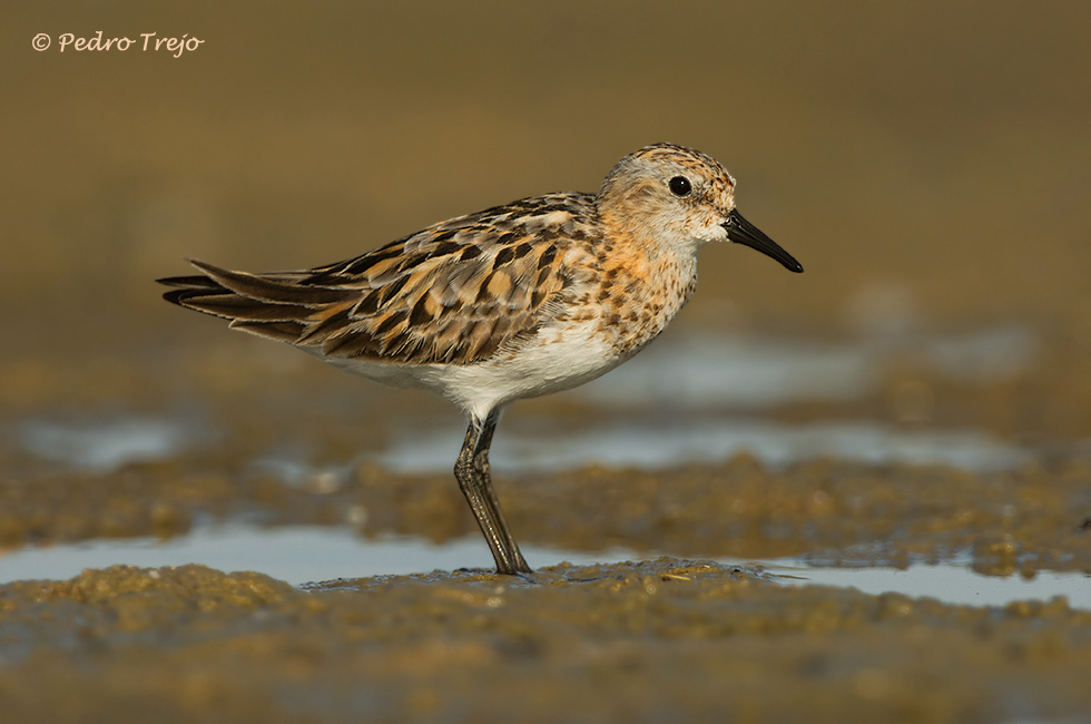 Correlimos menudo (Calidris minuta)